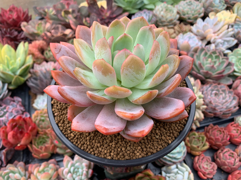 extra large succulents Echeveria 'Star Mark' Extra Large 6"-7" Powdery Succulent Plant – True Succulents Plant Co