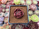 Echeveria 'Cinnamon' 1" Succulent Plant