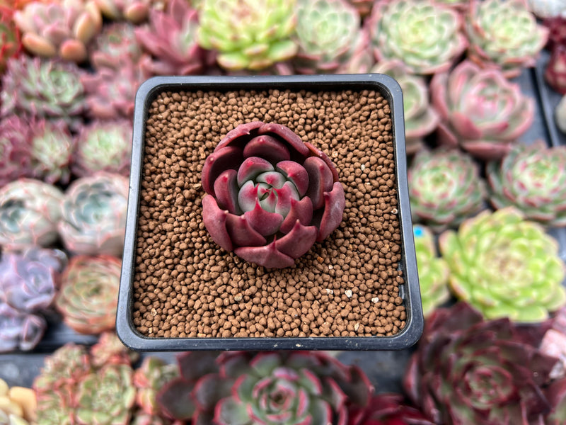 cinnamon on succulents Echeveria 'Cinnamon' 1" Succulent Plant