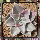 Echeveria 'Madiba' 3" Succulent Plant