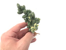Corpuscularia 'Lehmannii' Variegated Cluster 3" Rare Succulent Plant