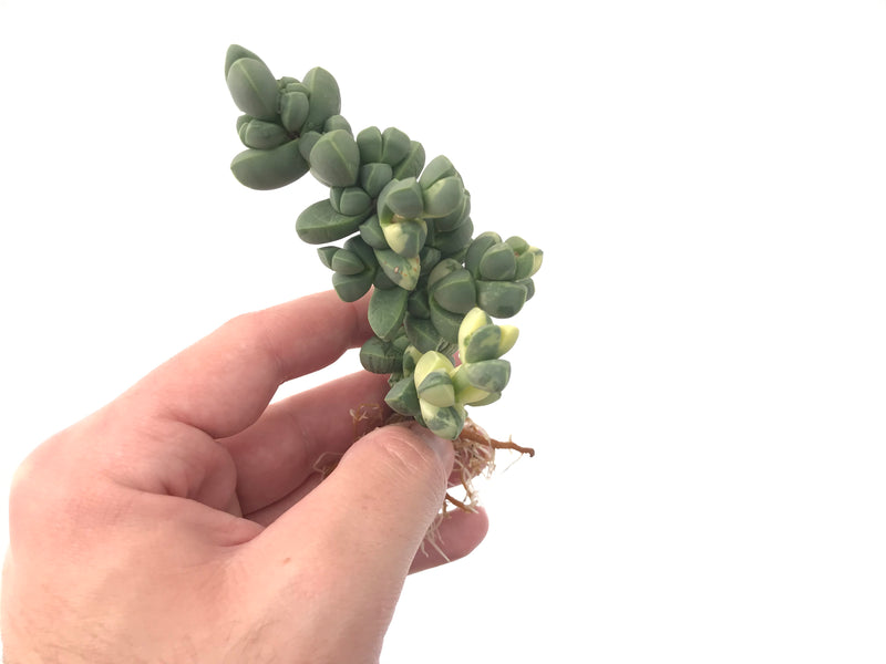 succulent plant with woody stem Corpuscularia 'Lehmannii' Variegated Cluster 3" Rare Succulent Plant – True Succulents Plant Co