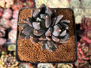 Echeveria Agavoides 'Black Swan' 3" Cluster Succulent Plant