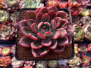 Echeveria Agavoides 'Chapote' 3" Succulent Plant