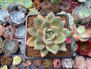 Echeveria 'German Champaign' 2" Succulent Plant