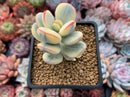 Cotyledon 'Orbiculata' Variegated 3" Succulent Plant