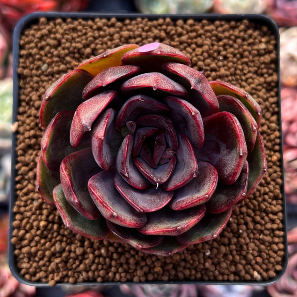 Echeveria 'Black Tan' 2"-3" Succulent Plant