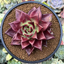 Echeveria Agavoides 'Luming' 4" Succulent Plant
