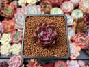 Echeveria Agavoides 'Black Queen' 1" Succulent Plant