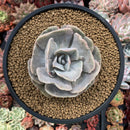 Echeveria 'Lilacina' Mutated 3" Powdery Succulent Plant