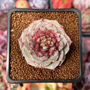 Echeveria 'Red Velvet' 2" Succulent Plant