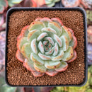 Echeveria 'Starmark' 2"-3" Succulent Plant
