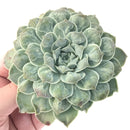 Echeveria 'Hearts Choice' 5" Highly Carunculated Succulent Plant