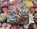 Echeveria 'Colorata' 4" Succulent Plant