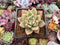 Echeveria Agavoides 'Sae-ron' 2" Succulent Plant