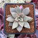Echeveria 'Sunshine' 2" Succulent Plant