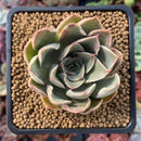 Echeveria 'Kisses' 2" New Hybrid Succulent Plant