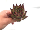 Echeveria Agavoides ‘Black Ebony’ 3” Rare Succulent Plant