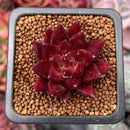 Echeveria Agavoides 'Fire Eagle' 1" Succulent Plant
