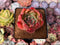 Echeveria Agavoides 'Orange Lake' 2"-3" New Hybrid Succulent Plant