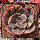 Echeveria 'Blue Metal' Variegated 3" Succulent Plant