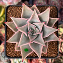 Echeveria 'Madiba' 2"-3" Cutting Succulent Plant