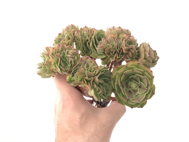 Aeonium 'Halloween' Large Crested Cluster 8" Succulent Plant