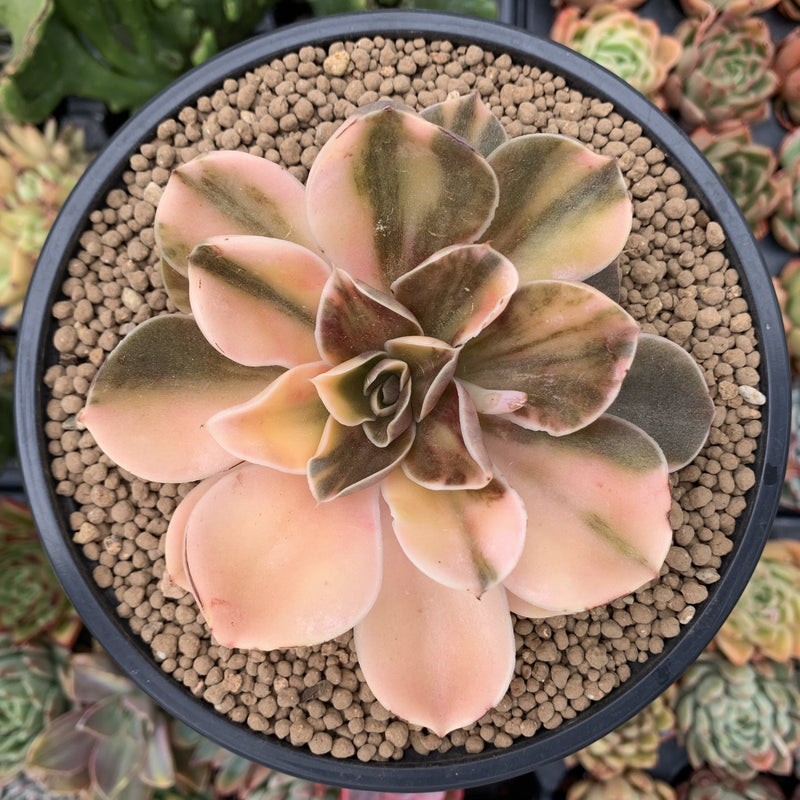 rose colored succulent Echeveria 'Black Rose' Variegated 4" Rare Succulent Plant