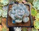 Echeveria 'Orange Monroe' 2" Succulent Plant