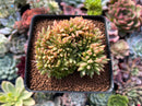 Echeveria Agavoides Crested 3" Succulent Plant
