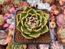 Echeveria Agavoides 'Blue Dragon' 2"-3" Succulent Plant