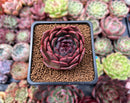 Echeveria 'Black Queen' Round-Leaf 2" Selected Clone Succulent Plant