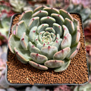 Echeveria 'Jackal' 2"-3" Succulent Plant