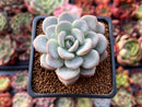 Echeveria 'Ice Cream' 2" Powdery Succulent Plant