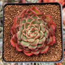 Echeveria 'Melanie' 2" Succulent Plant