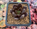 Echevera 'Blackbird' 1" New Hybrid Succulent Plant
