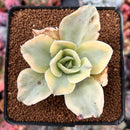 Echeveria 'Japan Moon River' Variegated 2" Succulent Plant