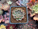Echeveria 'Charles Rose' 1" Succulent Plant
