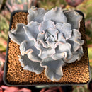 Echeveria 'Crispate Beauty' 2" Powdery Succulent Plant