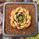 Echeveria 'Wine Peach' 1" Succulent Plant