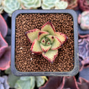 Echeveria Agavoides 'Ebony' Seedling 1" Succulent Plant