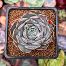 Echeveria 'Colina' 2" Succulent Plant