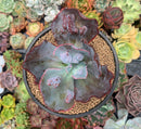 Echeveria 'Etna' 4" Succulent Plant