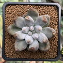 Echeveria 'Tolimanensis' 2" Succulent Plant