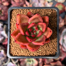 Echeveria Agavoides 'Rose Star' 2" Succulent Plant