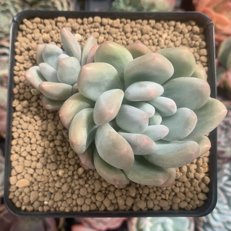 belle blue succulent Pachyphytum cv 'Frevel' 4" Cluster Succulent Plant – True Succulents Plant Co