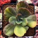 Echeveria 'Blue Metal' Variegated 2" Succulent Plant