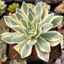 Orostachys 'Fuji' Variegated 2"-3" Succulent Plant