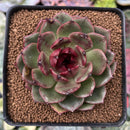 Echeveria Agavoides 'Eclipse' 3" Succulent Plant