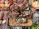 Echeveria 'Black Hawk' 3"-4" Cluster with Crested Head Succulent Plant